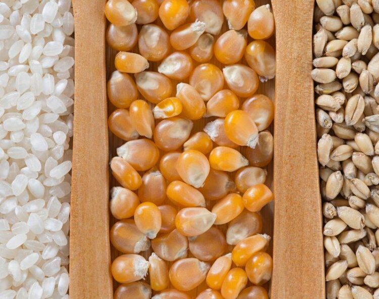 Nghiên Cứu Của Chính Phủ Ấn Độ Dự Đoán Sản Lượng Lúa, Ngô Và Lúa Mì Sẽ Giảm Đáng Kể Vào Năm 2080 Do Biến Đổi Khí Hậu