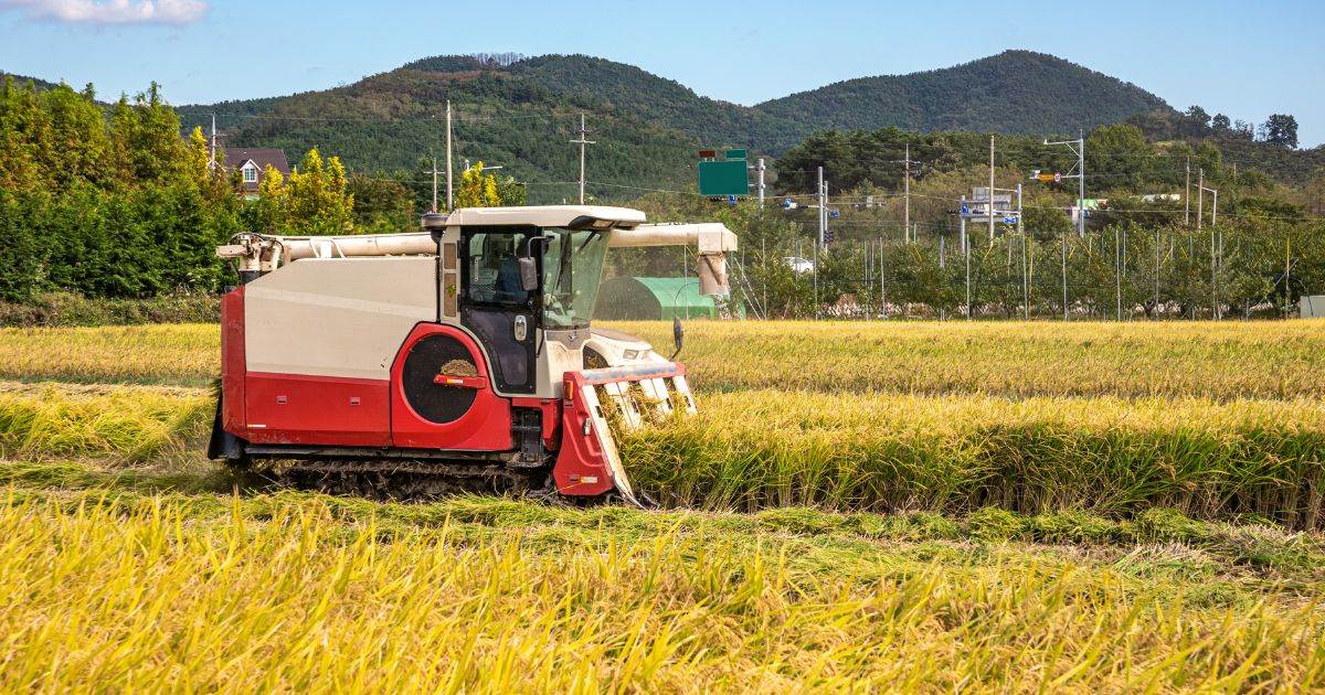 Nghiên Cứu Của Chính Phủ Ấn Độ Dự Đoán Sản Lượng Lúa, Ngô Và Lúa Mì Sẽ Giảm Đáng Kể Vào Năm 2080 Do Biến Đổi Khí Hậu