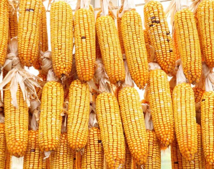 Thị Trường Ngô Brazil Được Thúc Đẩy Bởi Giá Tại Cảng