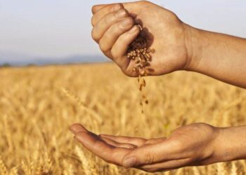 Sản lượng lúa mì của Mỹ tăng đáng kể vào năm 2023