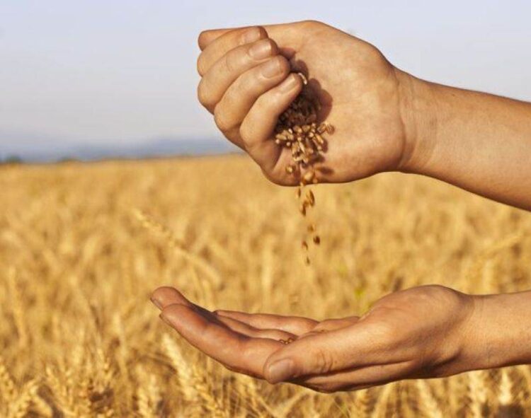 Sản lượng lúa mì của Mỹ tăng đáng kể vào năm 2023