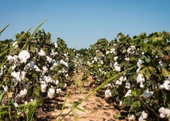 Giá Bông Sụt Giảm Do Áp Lực Từ Bên Ngoài Và Xuất Khẩu