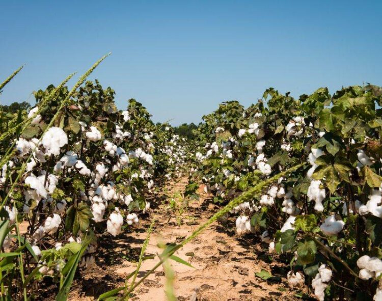 Giá Bông Sụt Giảm Do Áp Lực Từ Bên Ngoài Và Xuất Khẩu