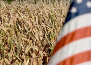 Mỹ kỳ vọng vụ lúa mì vụ xuân bội thu