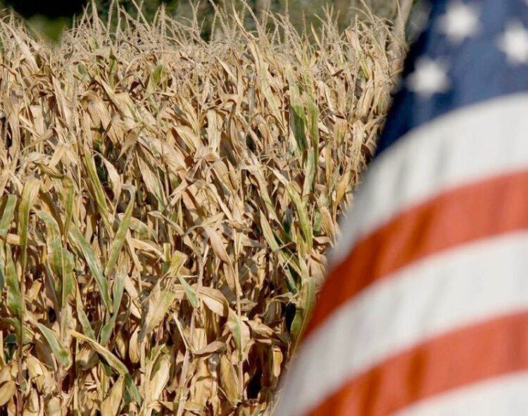 Mỹ kỳ vọng vụ lúa mì vụ xuân bội thu
