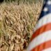 Mỹ kỳ vọng vụ lúa mì vụ xuân bội thu