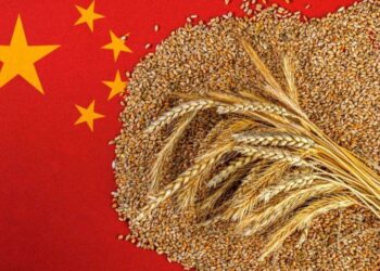 Trung Quốc Dự Trữ Thêm Lúa Mì Do Mưa Lớn Ảnh Hưởng Đến Doanh Số Bán Hàng Địa Phương