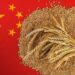 Trung Quốc Dự Trữ Thêm Lúa Mì Do Mưa Lớn Ảnh Hưởng Đến Doanh Số Bán Hàng Địa Phương