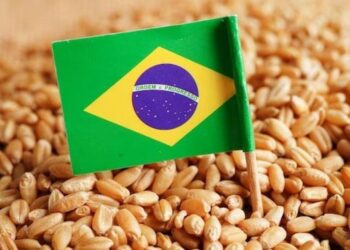 Sản Lượng Lúa Mì Của Brazil Đã Tăng Gấp Đôi Sau 5 Năm