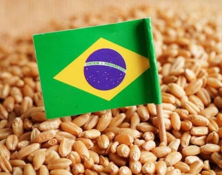 Sản Lượng Lúa Mì Của Brazil Đã Tăng Gấp Đôi Sau 5 Năm