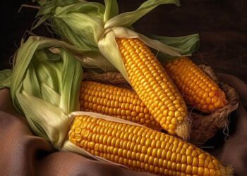 Brazil: Ngay Cả Với Lịch Trình Vận Chuyển Thấp, Giá Ngô Tại Cảng Vẫn Tăng