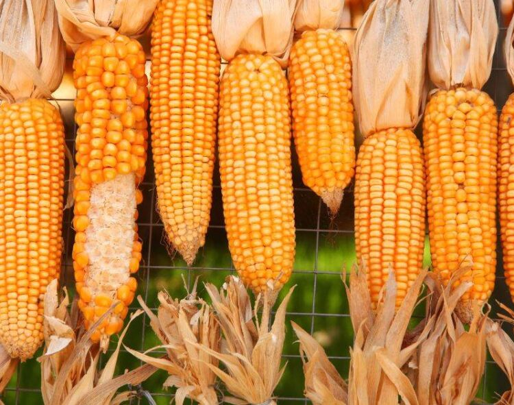 Nông Dân Ở Mato Grosso Sẽ Cần 121 Bu/Ac Ngô Để Trang Trải Chi Phí