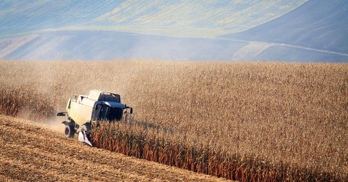 Nông Dân Ở Mato Grosso Sẽ Cần 121 Bu/Ac Ngô Để Trang Trải Chi Phí