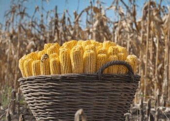 Dự Báo Sản Lượng Ngô Brazil 2023/24 Không Đổi Ở Mức 116,0 Triệu Tấn