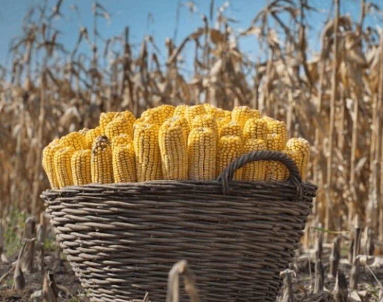 Dự Báo Sản Lượng Ngô Brazil 2023/24 Không Đổi Ở Mức 116,0 Triệu Tấn