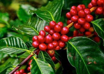 Nông Dân Brazil Có Thể Chuyển Từ Cây Cà Phê Sang Các Loại Cây Trồng Khác