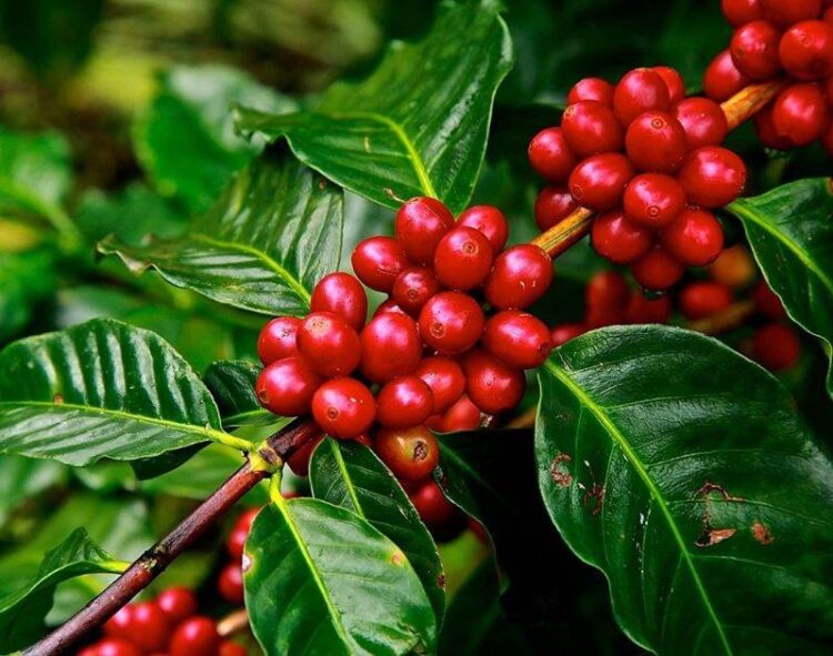 Nông Dân Brazil Có Thể Chuyển Từ Cây Cà Phê Sang Các Loại Cây Trồng Khác