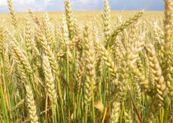 Afghanistan: Lúa Mì Dư Thừa Của Nông Dân Được Mua Lại Và Cung Cấp Trở Lại Thị Trường Trong Thời Điểm Khẩn Cấp