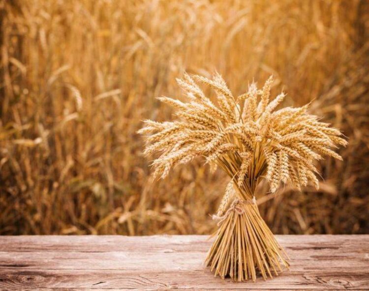 Hoa Kỳ: Turkey Red Đã Cách Mạng Hóa Ngành Công Nghiệp Lúa Mì