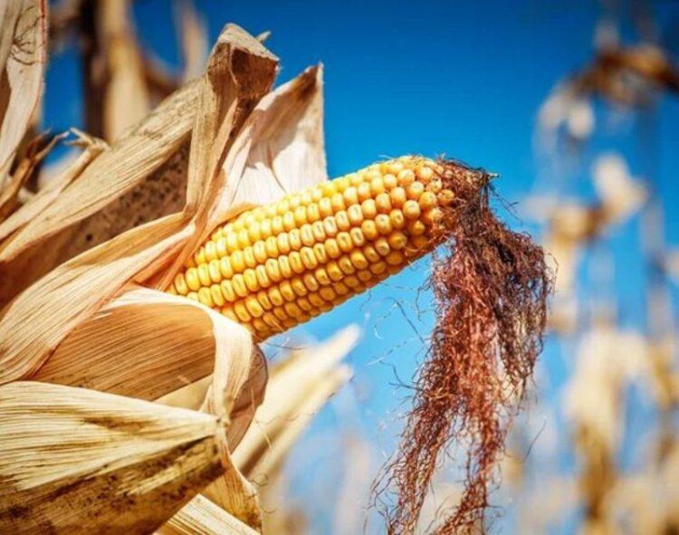 Năng Suất Ngô Ở Phía Bắc Mato Grosso Do Sul Vượt Quá 124 Bu/Ac