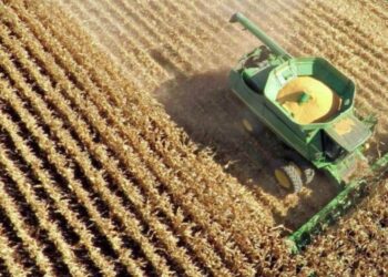 Ước Tính Sản Lượng Ngô Tại Mato Grosso Do Sul Giảm 2,2 Tấn Xuống Còn 9,28 Triệu Tấn