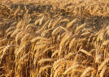 Thu Hoạch Ẩm Ướt Của Pháp Gây Ra Các Vấn Đề Về Chất Lượng