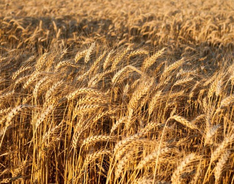 Thu Hoạch Ẩm Ướt Của Pháp Gây Ra Các Vấn Đề Về Chất Lượng