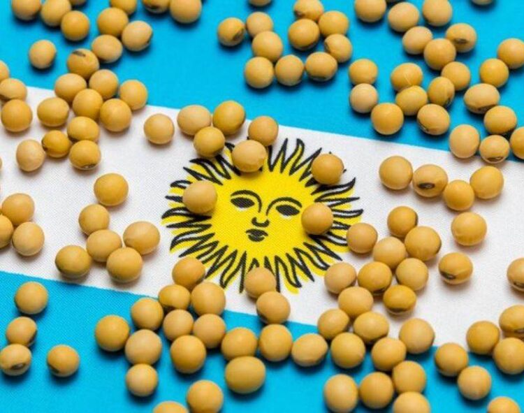 Ý Định Trồng Trọt Cho Thấy Tiềm Năng Thu Hoạch Đậu Nành Là 55 Triệu Tấn Ở Argentina Vào Năm 2024/25