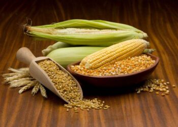 Cây Ngô, Lúa Mì Của Brazil Đang Phục Hồi