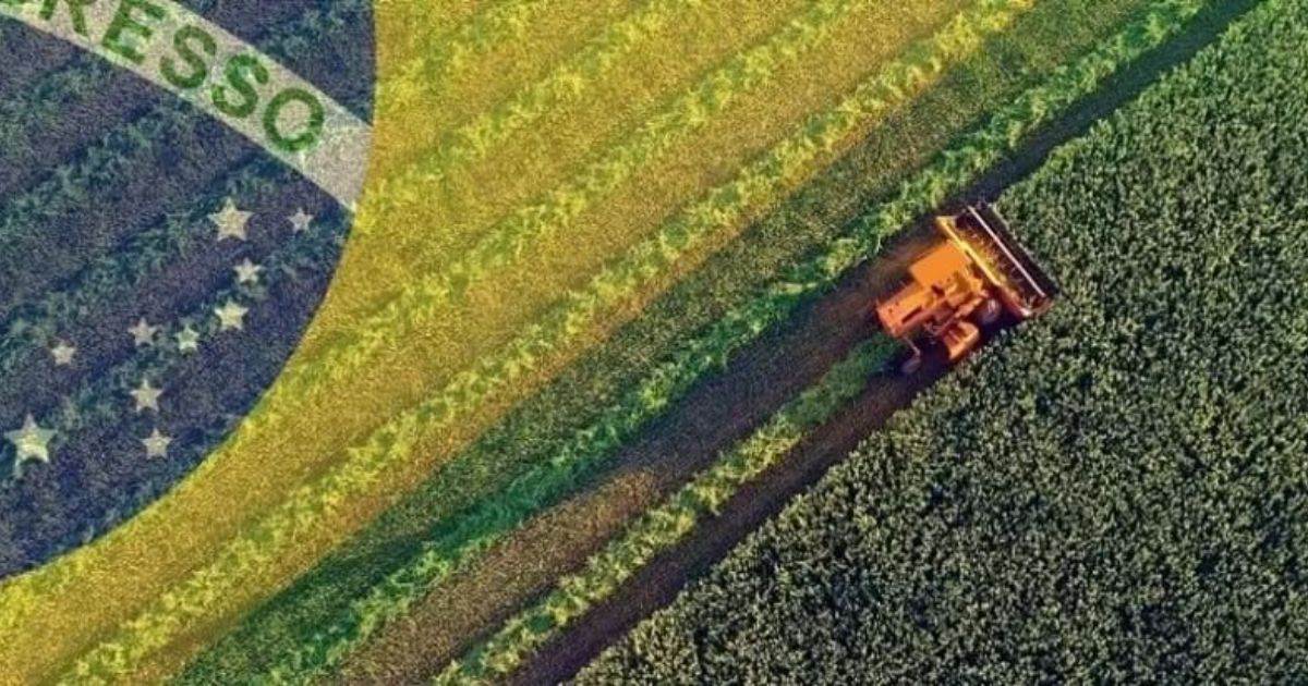 Cây Ngô, Lúa Mì Của Brazil Đang Phục Hồi