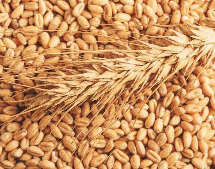 Algeria Đấu Thầu Mua 50.000 Tấn Lúa Mì Xay Xát Mềm, Các Thương Nhân Cho Biết