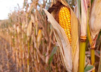 Ngô Safrinha Ở Brazil Đã Thu Hoạch Được 87,3%