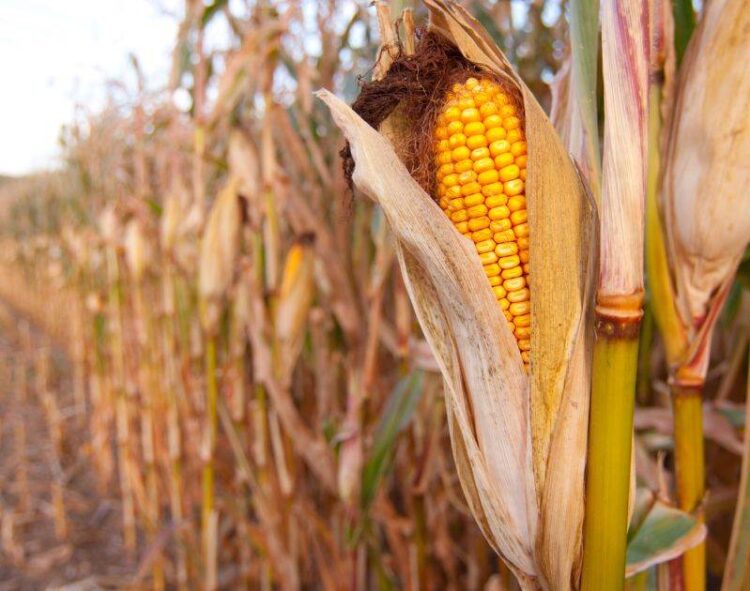 Ngô Safrinha Ở Brazil Đã Thu Hoạch Được 87,3%