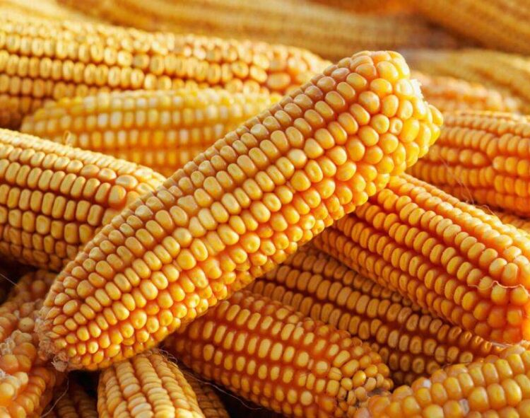 Thời Tiết Cải Thiện Và Giá Ngô Quốc Tế Không Ủng Hộ Sự Thiên Vị Của Một Vụ Mùa Bình Thường Ở Hoa Kỳ