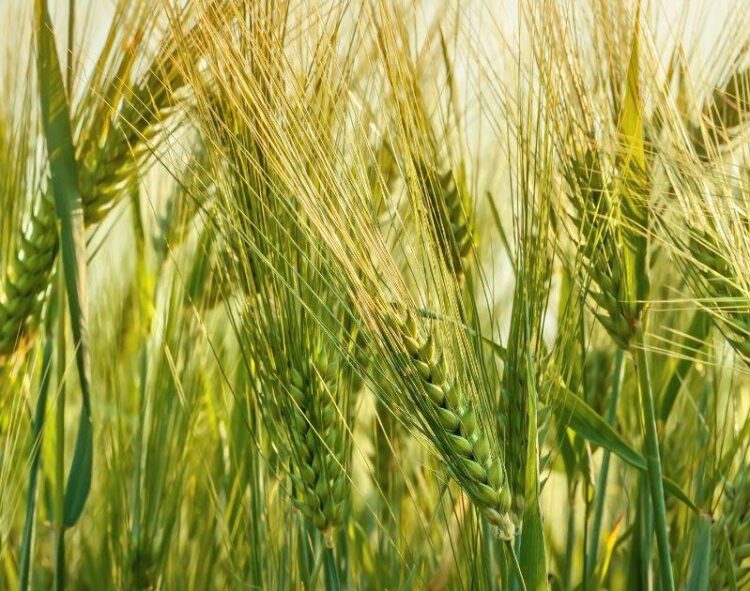 Nhập Khẩu Lúa Mì Của Indonesia Tăng Đột Biến Theo Nhu Cầu