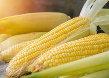 Ngô giảm nhẹ. Thứ năm, ngày 8 tháng 8 năm 2024