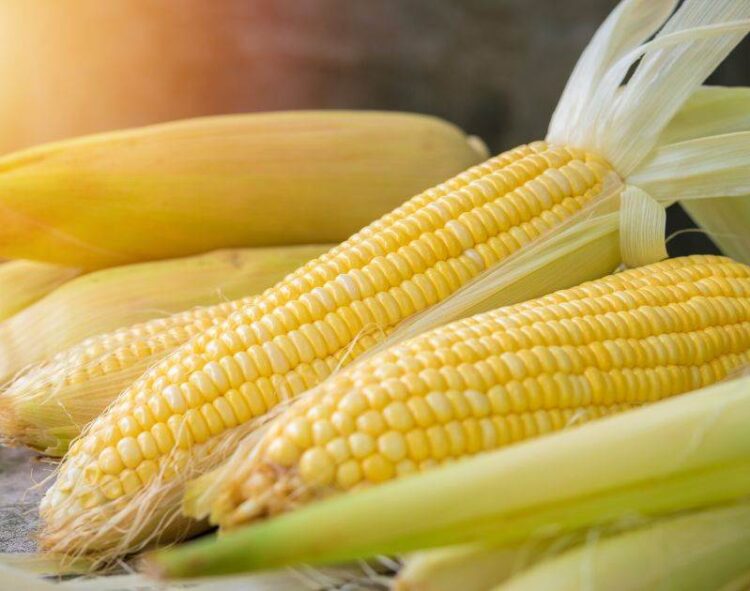 Ngô giảm nhẹ. Thứ năm, ngày 8 tháng 8 năm 2024