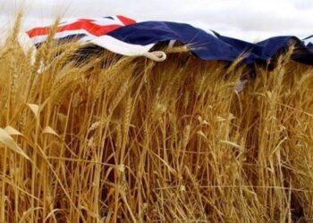 Úc: Dự Trữ Cỏ Khô Khan Thúc Đẩy Giá Lúa Mì Địa Phương Tăng