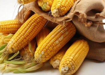 Thị Trường Brazil Vẫn Tập Trung Vào Xuất Khẩu Ngô