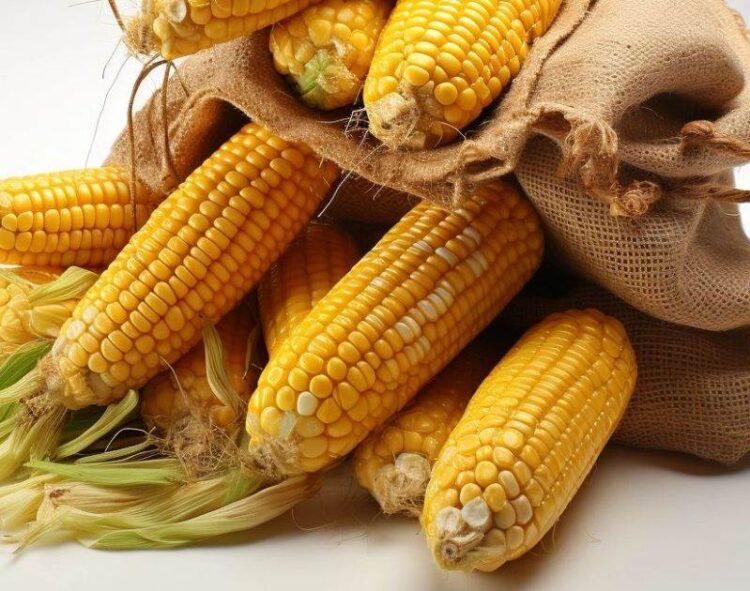 Thị Trường Brazil Vẫn Tập Trung Vào Xuất Khẩu Ngô