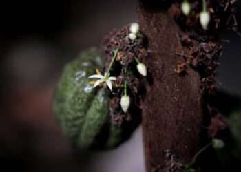 Israel Hy Vọng Lớn Vào Loại Ca Cao "Siêu Anh Hùng" Đã Sống Sót Qua Điều Kiện Tiền Tuyến