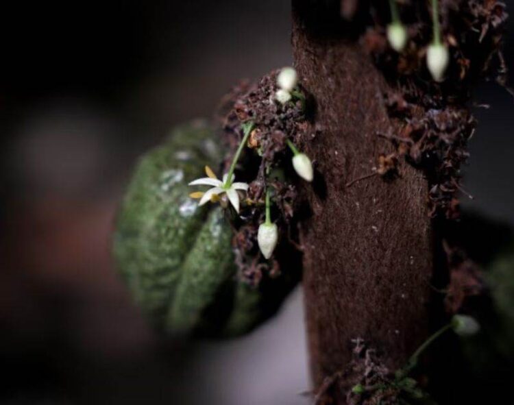 Israel Hy Vọng Lớn Vào Loại Ca Cao "Siêu Anh Hùng" Đã Sống Sót Qua Điều Kiện Tiền Tuyến