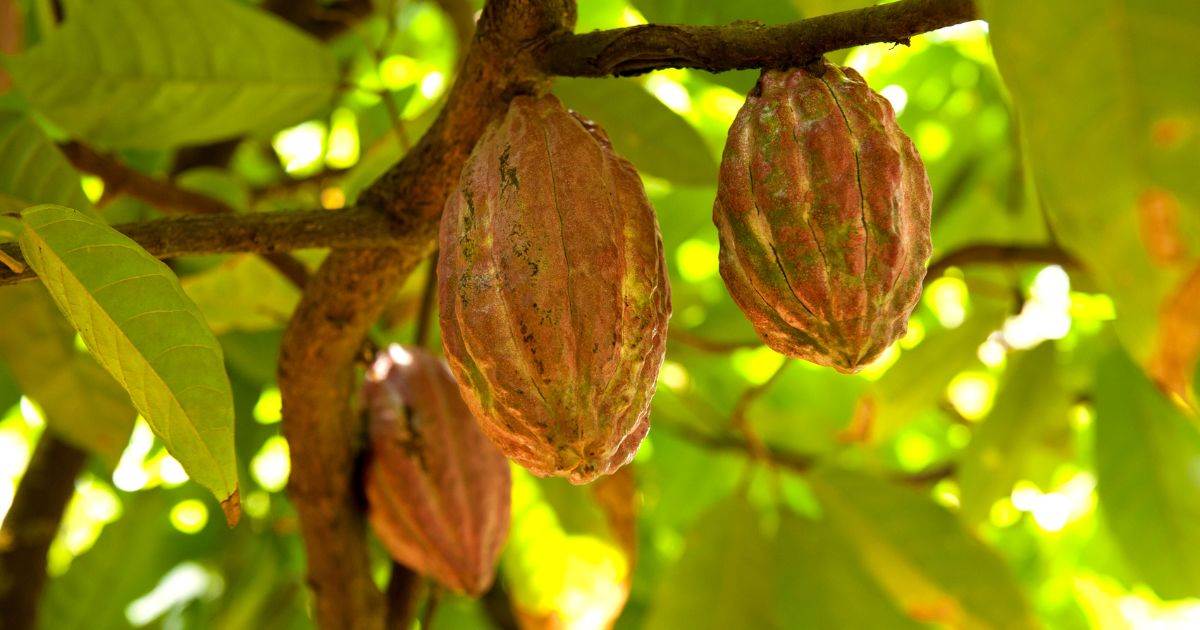 Giá Cacao Tăng Do Lo Ngại Về Nguồn Cung Toàn Cầu