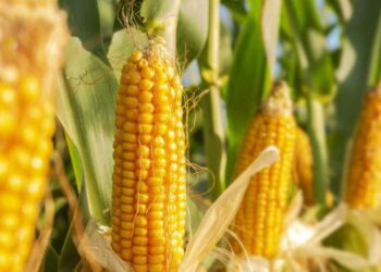 Ngô Safrinha Ở Paraguay Đã Thu Hoạch Được 90% Và Đã Bán Được 43%