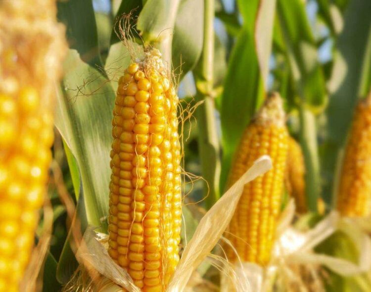 Ngô Safrinha Ở Paraguay Đã Thu Hoạch Được 90% Và Đã Bán Được 43%