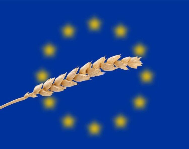Eu Chứng Kiến Vụ Mùa Lúa Mì Nhỏ Nhất Kể Từ Năm 2018 – Ahdb