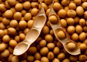 Nông Dân Ở Paraguay Đã Bán Được 87% Lượng Đậu Nành Vụ 2023/24