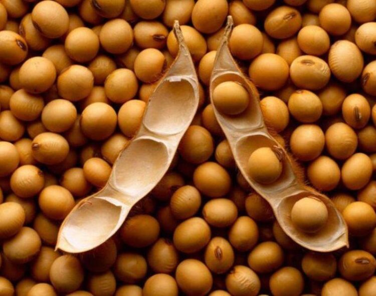 Nông Dân Ở Paraguay Đã Bán Được 87% Lượng Đậu Nành Vụ 2023/24