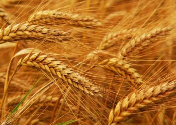 Ai Cập Đang Đàm Phán Để Mua Khối Lượng Lớn Lúa Mì Từ Những Người Bán Bao Gồm Cả Nga