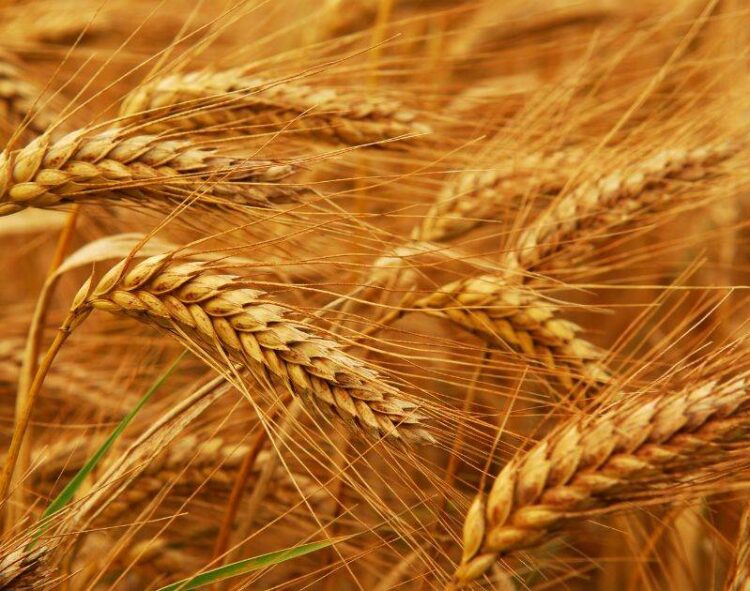 Ai Cập Đang Đàm Phán Để Mua Khối Lượng Lớn Lúa Mì Từ Những Người Bán Bao Gồm Cả Nga